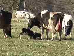 Mum shows off new arrival