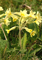 Cowslip