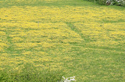 Crop marks in field of Buttercups