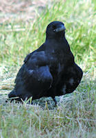 A Crow on the Drive Field