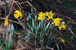 Daffodils in bloom for St Davids day