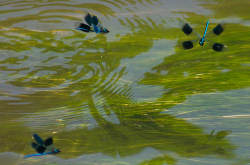 Banded damselflies dancing over water