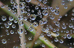 Dew drops on spider web