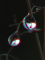 Close up of dew drops