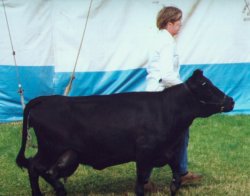 Pedigree Dexter "Leese Emma B"