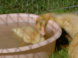 Duckling from Cheshire Show