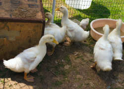 Ducks and Chicks from Cheshire Show