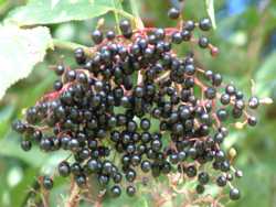 Elderberry's