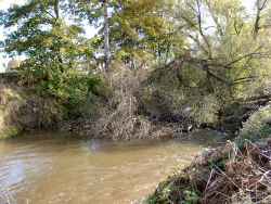 Willow tree fallen across the Dane