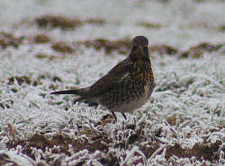 Picture of a Fieldfare