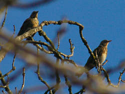 A Pair of Fieldfair