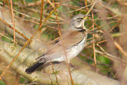 Fieldfare