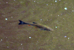 Fish in the river Dane