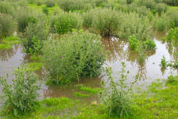 Flooded meadow and thistles