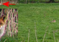 Saw the rabbit, missed the fox