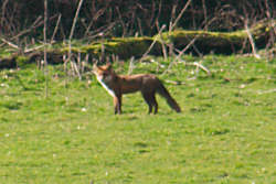 Fox gives parting look back