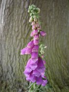 Foxglove