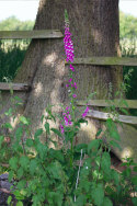 Foxglove a deadly lifesaver