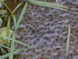 Frog Spawn