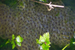 Frogspawn in ditch