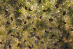 Same frogspawn 6 days later