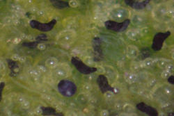 Embryonic tadpoles