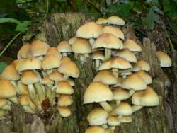 Sulphur tuft fungi