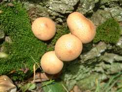 Stump puffball