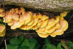 Chicken of the Woods