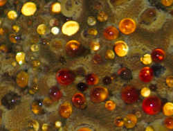Close-up of the fungi's jewels.