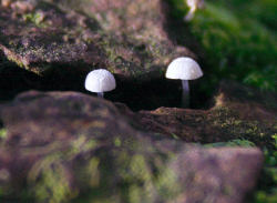 Unknown cap and stem fungi