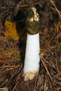 Mature Stink Horn