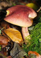 Possibly a Golden Gilled Bolete