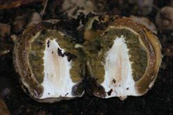 Cross section through an immature Stink Horn fungi