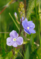 Germander Speedwell