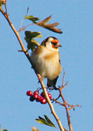 Goldfinch