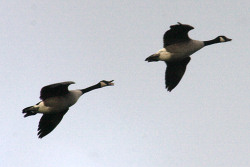 Canada Geese