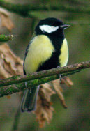 Great Tit