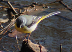 Grey Wagtail