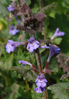 Ground Ivy