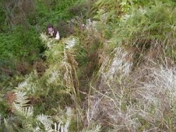 The wild man of the gully