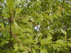 close up of Hawthorn edge