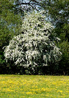 Hawthorn in blossom