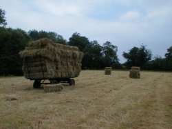 Hay bales on the heifer meadow