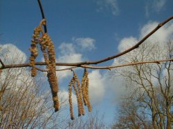 Catkins of the Hazel