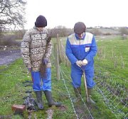 Hedge planting