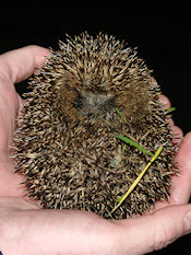 Young Hedgehog