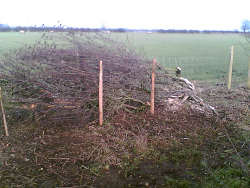 Simons first attempt at hedgelaying