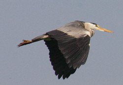 Heron in flight