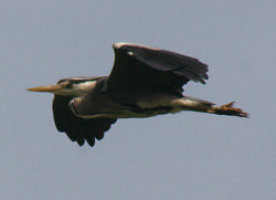Heron
